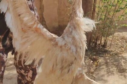 سقط في بربر قبل أيام.. نفوق الطائر الأوروبي النادر 