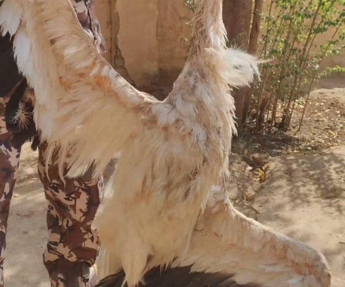 سقط في بربر قبل أيام.. نفوق الطائر الأوروبي النادر 